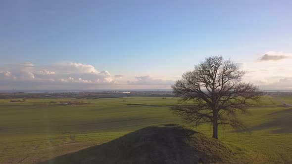 Tree on a hill with a great view