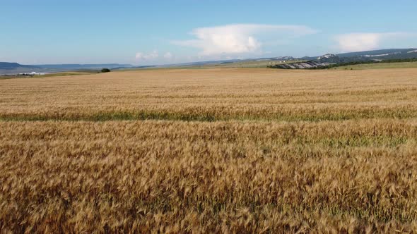 Aerial View on Ripe Wheat Field in Countryside