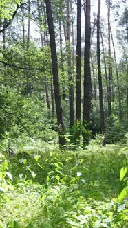 Vertical Video of a Forest with Trees