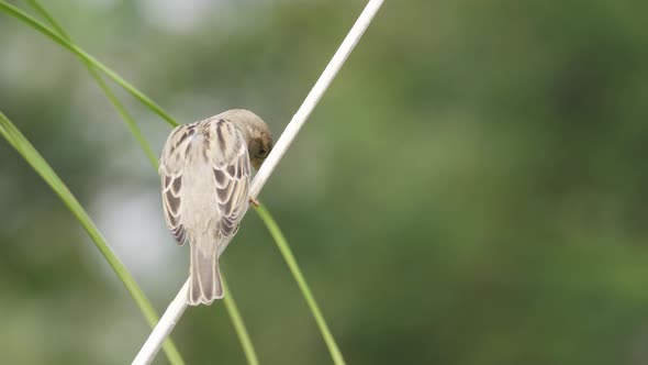 Close-up of house sparrow (passer domesticus) sitting on thin branch