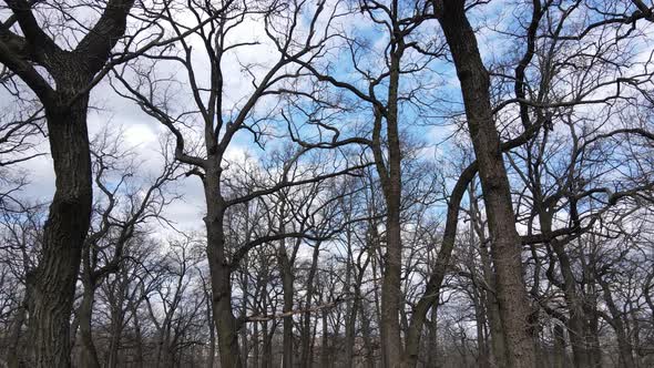 Aerial View of a Forest Without Leaves Slow Motion