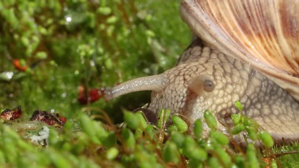 Helix Pomatia Also Roman Snail Burgundy Snail