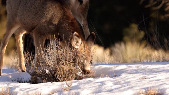 A herd of deer grazing Bryce National Park