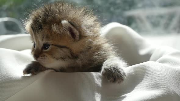 Cute Kitten Sitting On White Fabric Under Sunlight Slow Motion