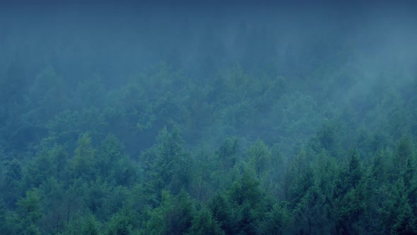 Mist Rolling Over Forest In The Evening