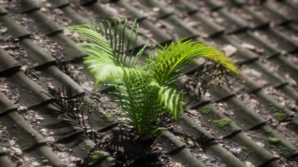 Moss and Fern on Old Roof