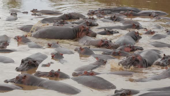 Hippos in a lake in Serengeti National Park Tanzania - 4K