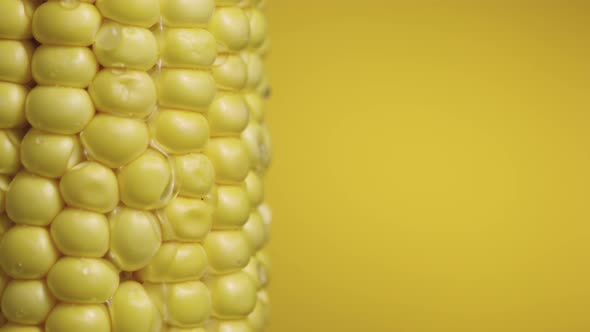 Macro Shot of Row Ripe Yellow Corn Grains with Water Drops