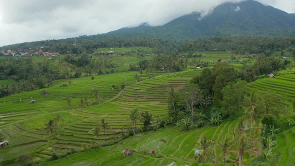 Rice Field Plantations on Terraced Green Hills in Bali
