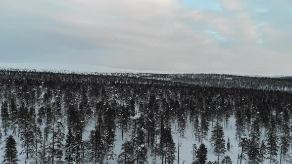 Forest near Saariselkaa during sunset, Lapland, Finland