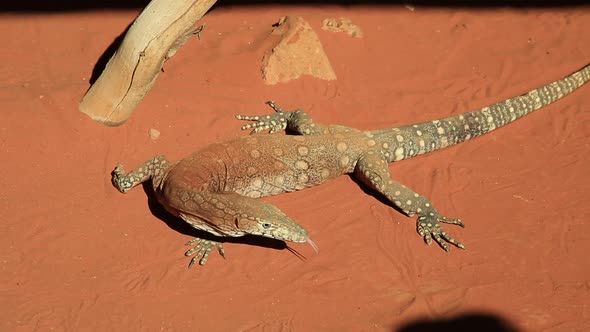 Perentie Varanus Giganteus