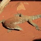 Perentie Varanus Giganteus - VideoHive Item for Sale