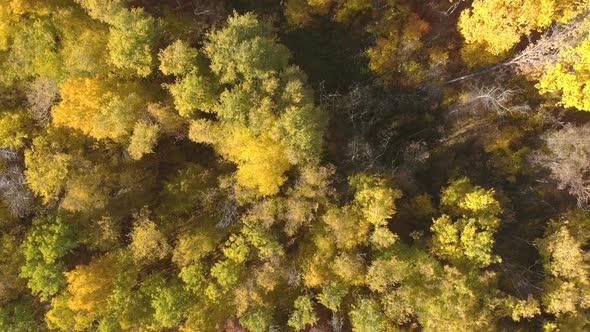 Aerial View Autumn Forest with Yellow and Red Trees. Autumn in Forest, Aerial Top View
