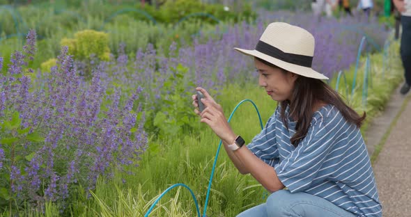 Woman Take Photo on Cellphone in Lavender Field in The Garden 