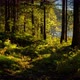 Sunset in the forest - VideoHive Item for Sale