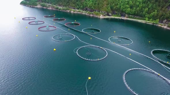 Farm Salmon Fishing in Norway