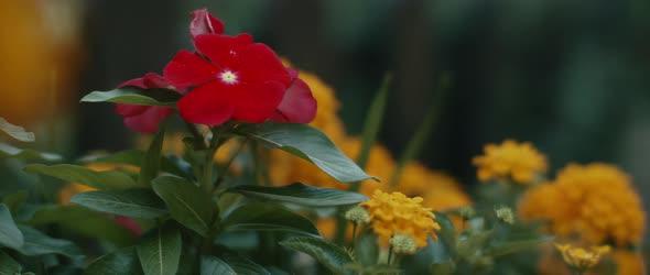 Close up of red flower surrounded by yellow flowers in a garden