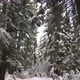 Winter Forest with Snow On The Trees - VideoHive Item for Sale