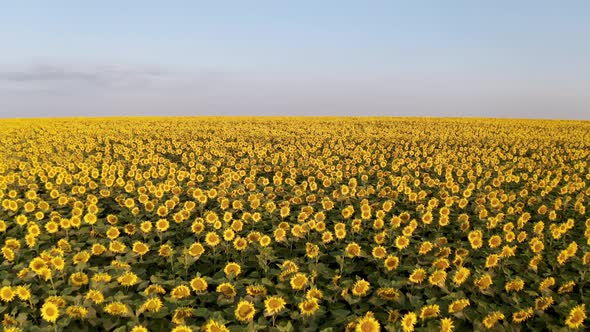 Drone flight above blossoming yellow sunflower field