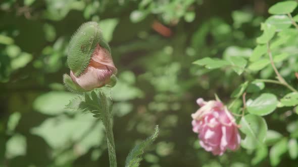 Pink Rose Bud In Foreground, Fully Bloomed Rose Head In Background