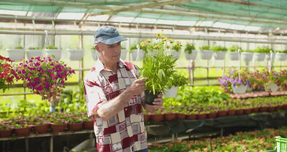 Researcher Examining Potted Plant At Greenhouse