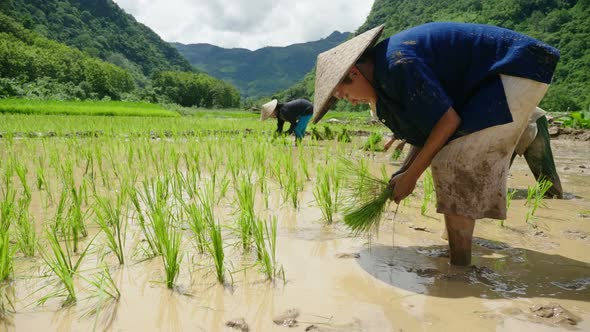 Planting Rice In Field