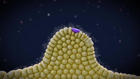 Medical Animation of Pancreatic Development