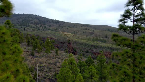 Pine Forest In Summit Of Tenerife 4k