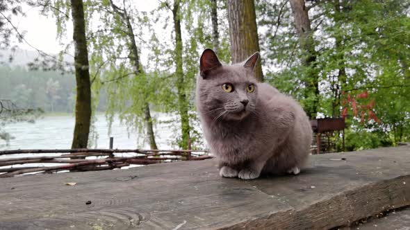 Funny Grey Cat Washing Outdoors