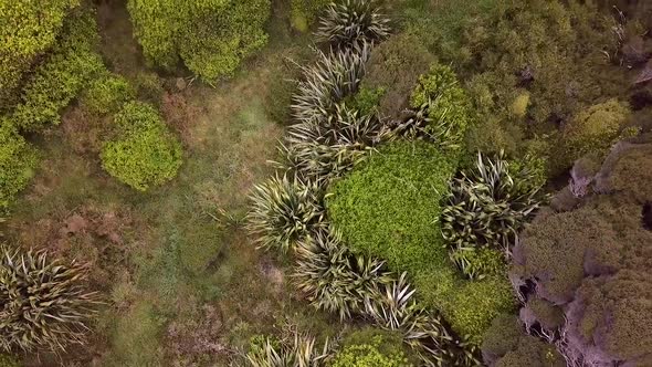 Flying above foliage