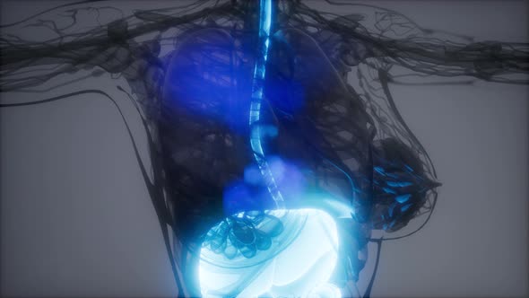 3d Illustration of Human Digestive System Parts and Functions alt