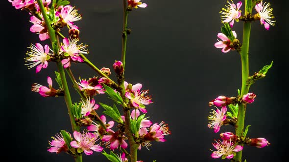 Peach Flower On Black 1