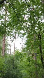 Vertical Video of Beautiful Green Forest By Day