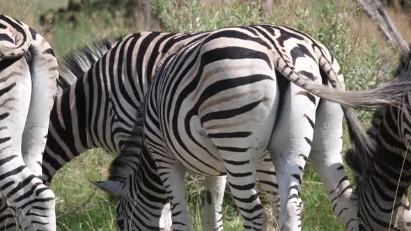 Herd of Zebras seen from the back grazing on the savanna