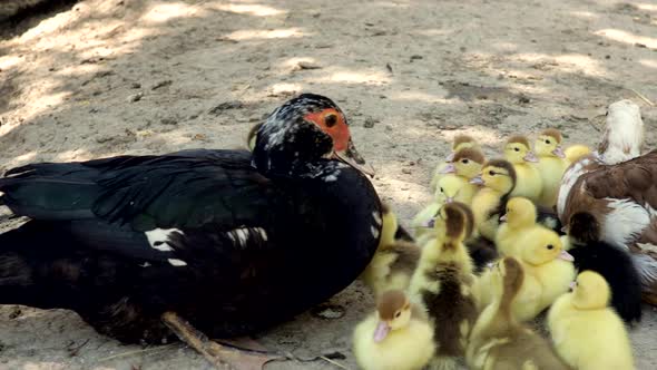 Domestic Duck Family. Stock of Muscovy ducklings with mother