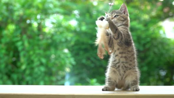 Cute Scottish Kitten Playing Toy On Table