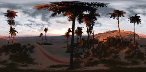 VR 360 Degree Aerial Panorama of Palms in Desert