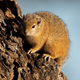 Tree Squirrel Alarm Call - AudioJungle Item for Sale