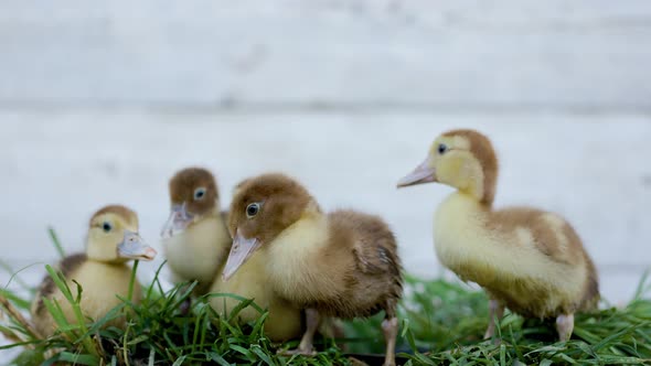 Little Ducklings In Green Grass On Sunny Day