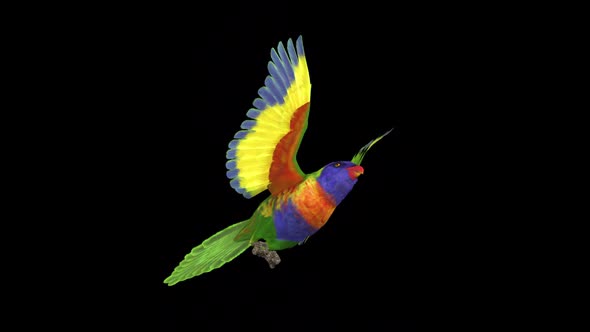 Rainbow Lorikeet - Asian Parrot - Flying Bird - Down Angle CU - Transparent Loop