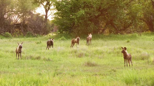 An African Wild Dog pack stand alert in the grasslands of Okavango Delta in Botswana. Wide shot.