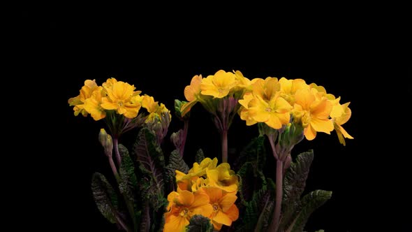 Yellow Primrose Flowers on a Black Background Time Lapse