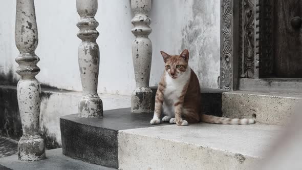 Stray Red Cat in Africa on the Street of Dirty Stone Town Zanzibar