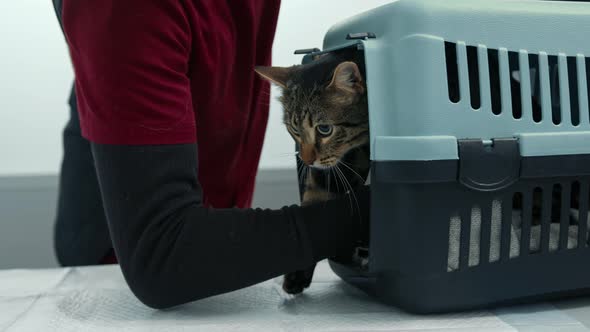 Veterinarian removes a pet cat from a pet carrier. Vet clinic.