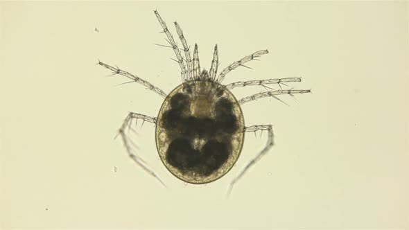 Mite Hydrachnidia Under the Microscope