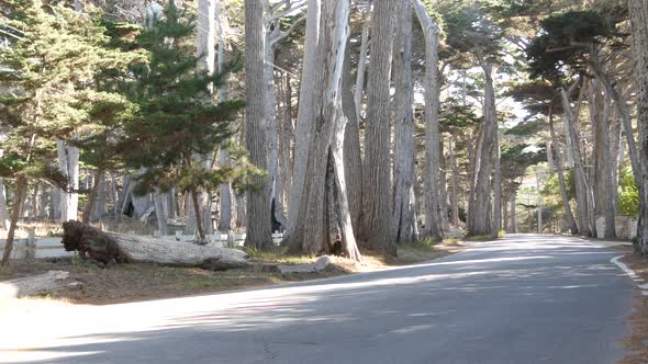 Scenic 17Mile Drive Monterey California