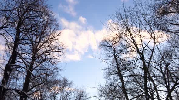 A View of Leafless Tall Trees Covered with Snow and a Sunny Sky with a Few Clouds.