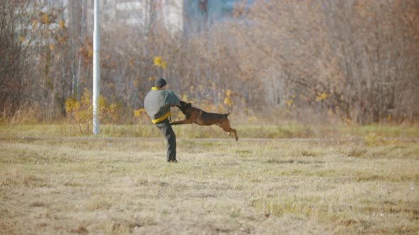 A Man Training His German Shepherd Dog - the Dog Clenching Teeth Over a Protective Sleeve and