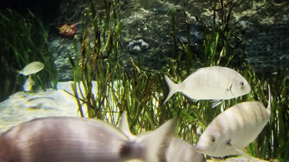 Animal Fishes In Pure Underwater 3