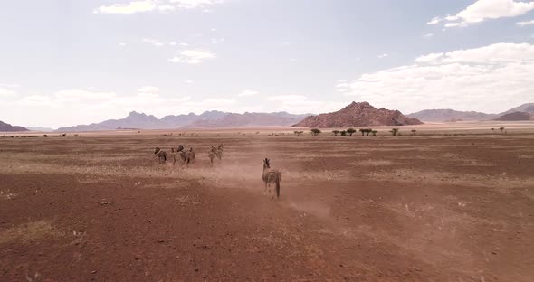 Zebra running in Namibia. Kalahari Desert 2